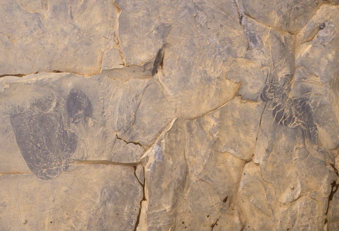 Detail of previous image showing Burgessomedusa phasmiformis jellyfish specimens (middle right ROMIP 65789) and of the top arthropod predator Anomalocaris canadensis.