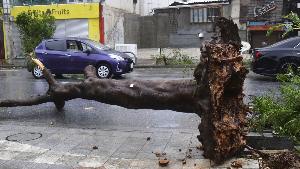 An uprooted tree in Naha, Okinawa Prefecture, on August 2, 2023.