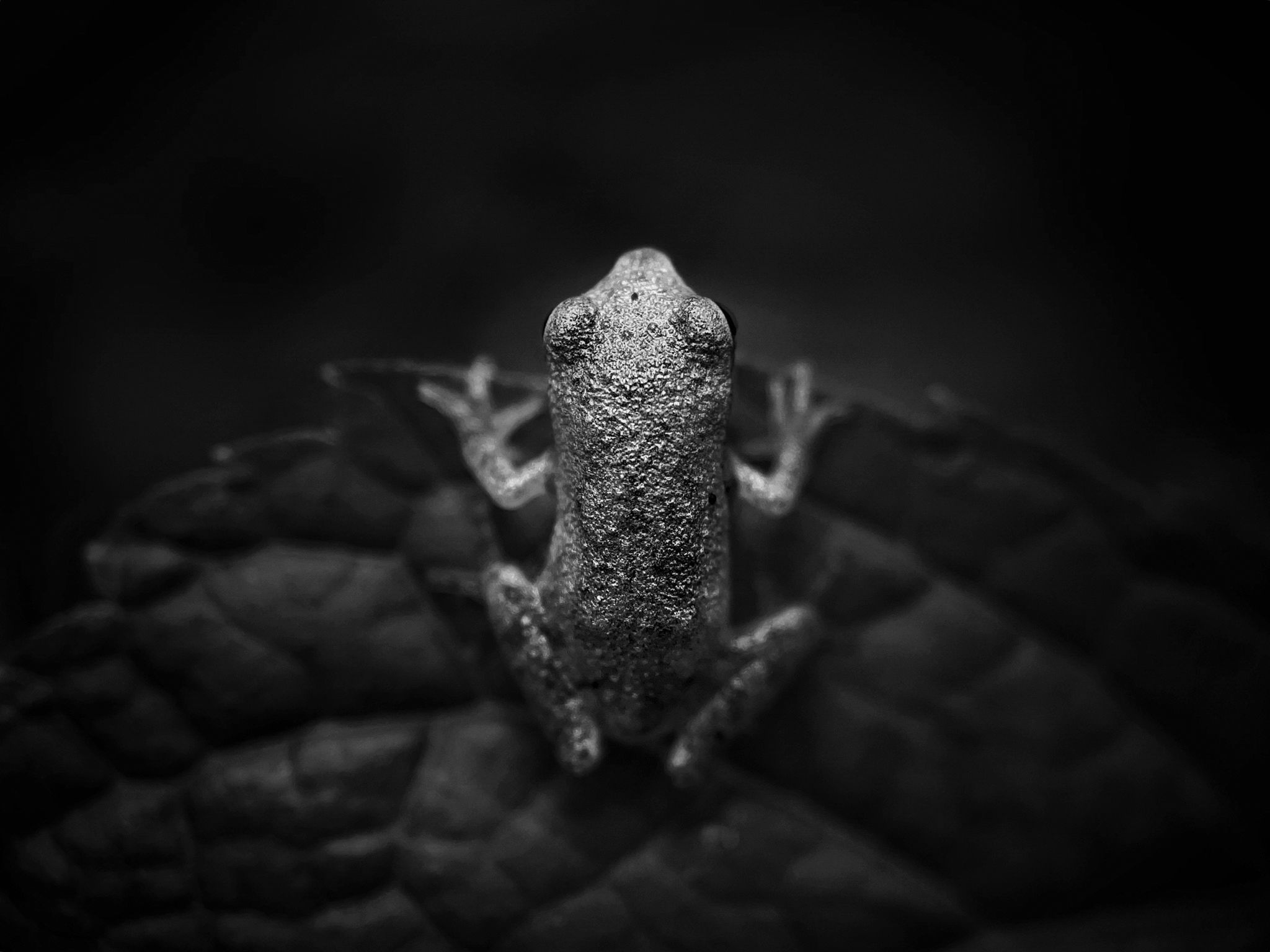 Scott Galloway, United States, 3rd Place -- Animals, "Top Down", Shot on iPhone 12 Pro Max, Columbus, Ohio