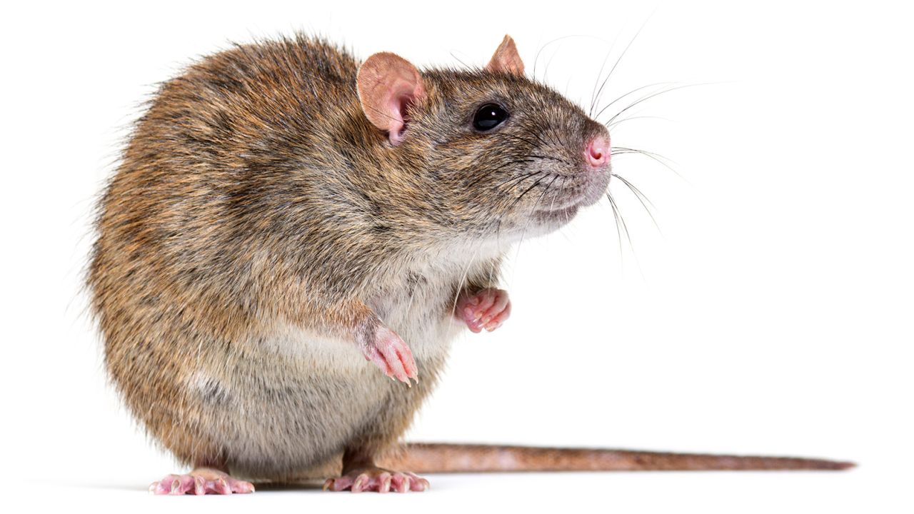 Side view of a brown rat facing at the camera On its hind legs, Rattus norvegicus, isolated