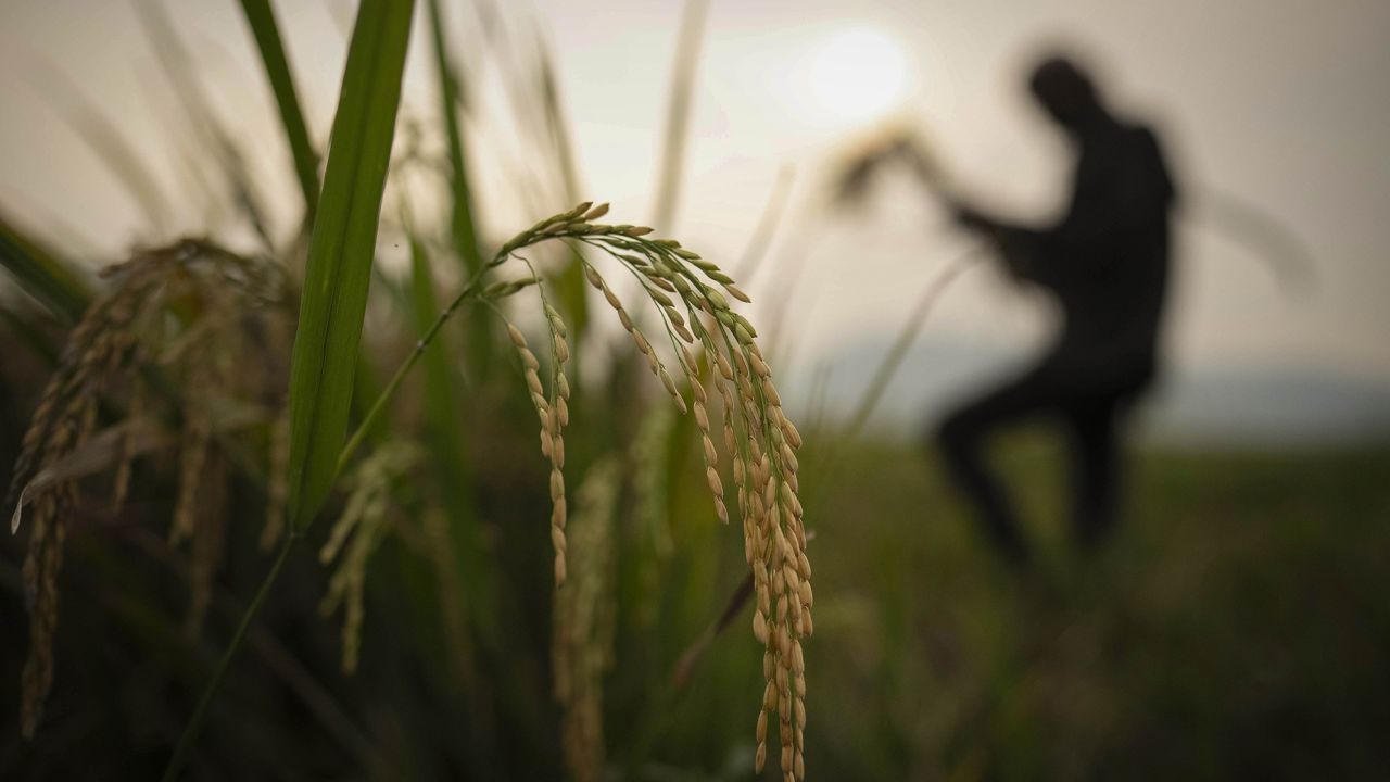 A farmer harvests rice crop in a paddy field on the outskirts of Guwahati, India.