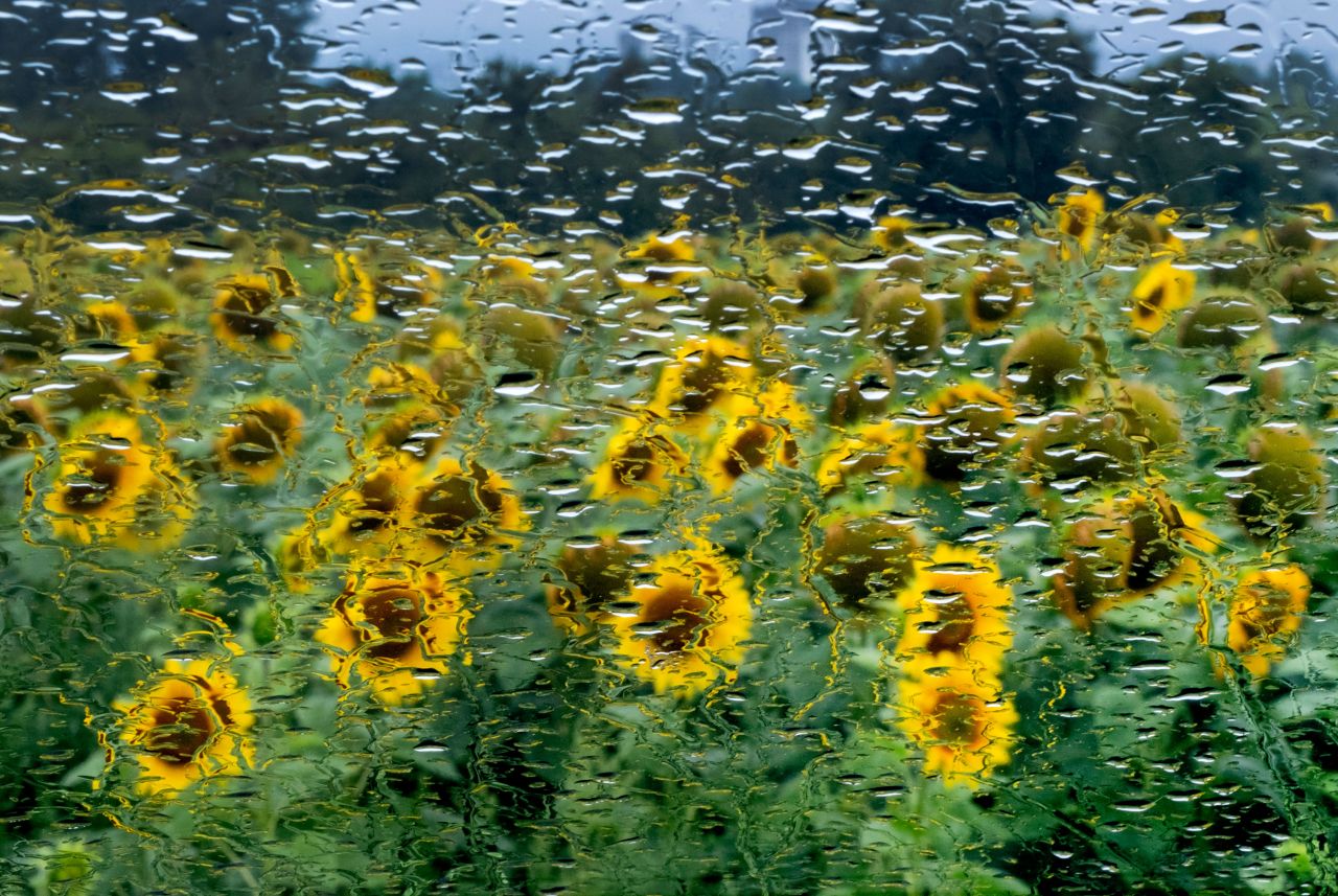 Sunflowers are seen through raindrops on a car window on the outskirts of Frankfurt, Germany, on Wednesday, August 2.