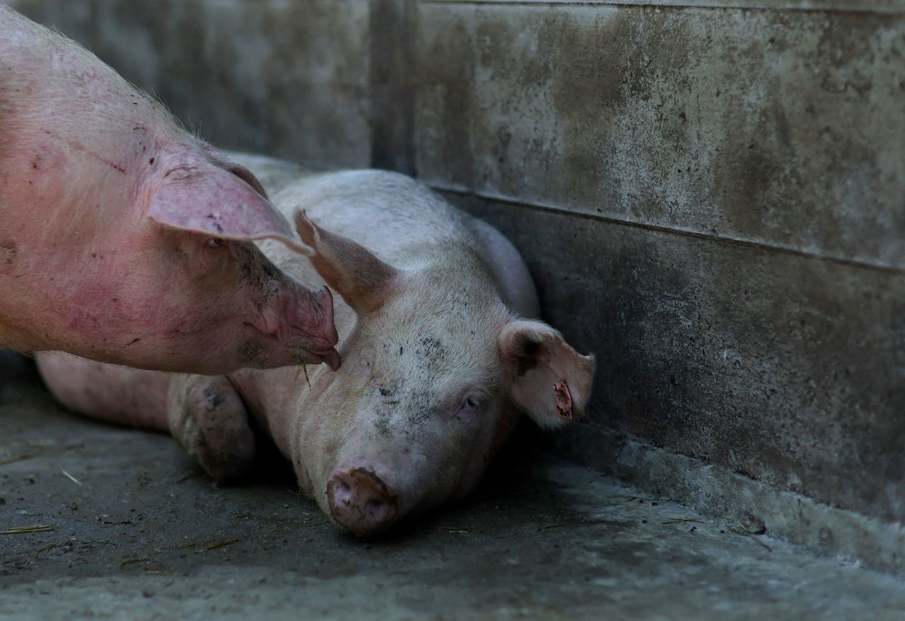 A pregnant sow licks a fellow sow as she naps in the heat at an independent farm in Chestertown, Maryland, on Thursday, July 27.