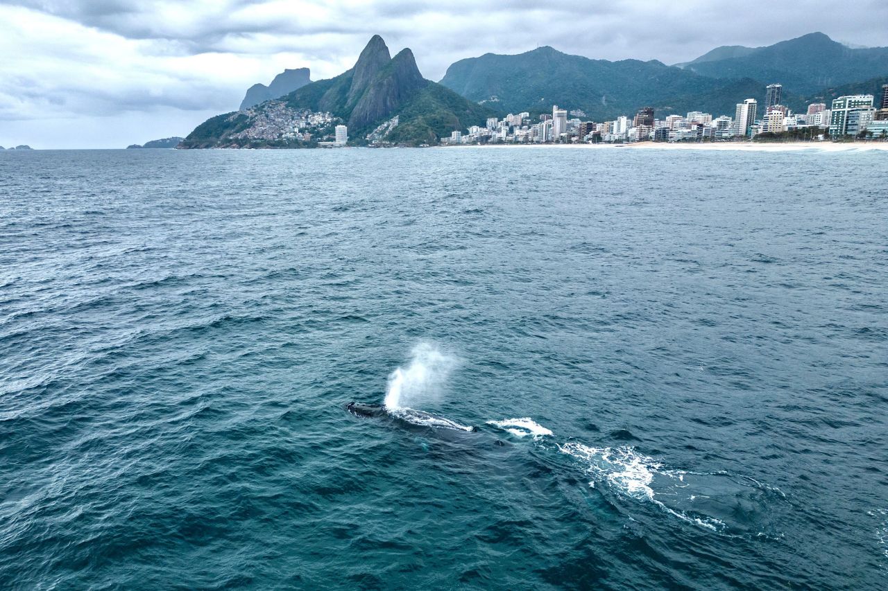 A humpback whale swims near Ipanema Beach in Rio de Janeiro, Brazil, on Saturday, July 29.