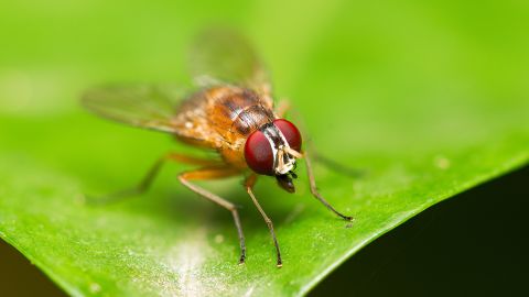 Single fruit fly (drosophila melanogaster)