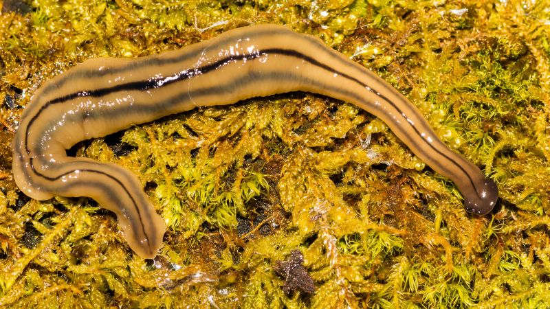 Invasive hammerhead worms are longtime New Yorkers, and they may be ...