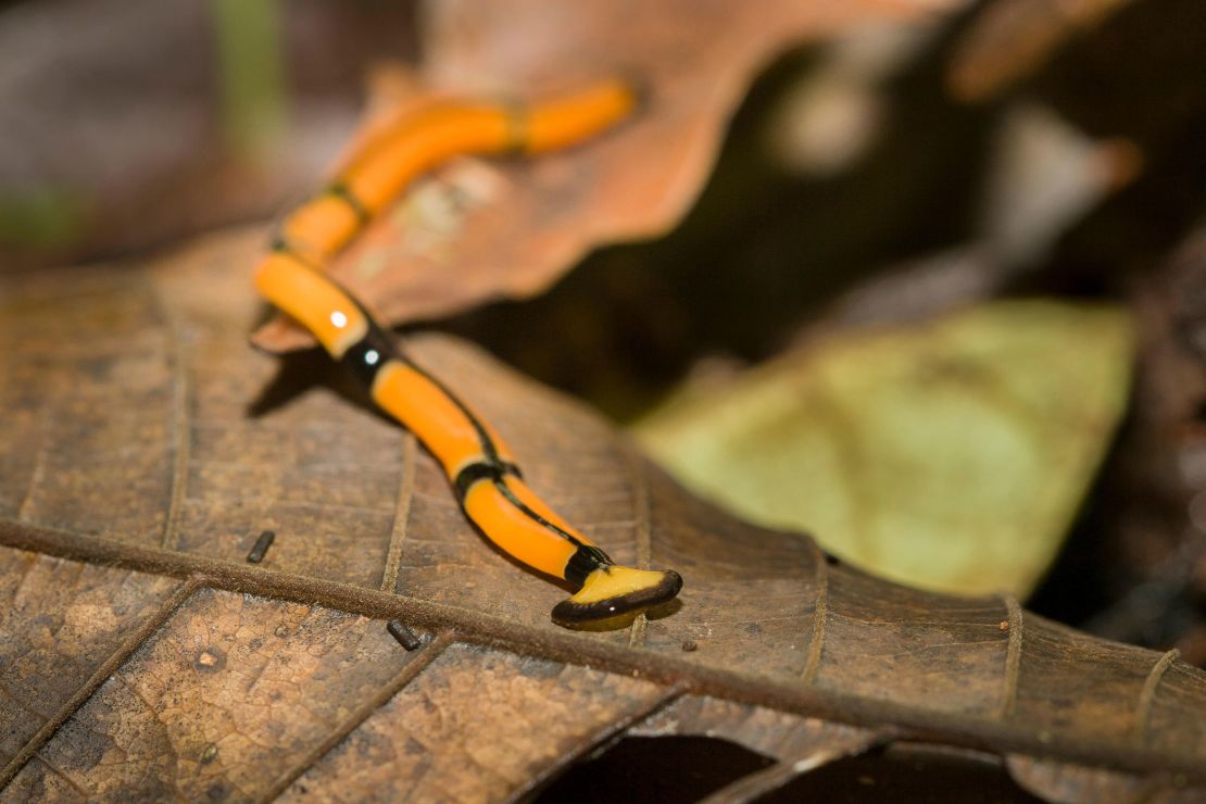 Invasive hammerhead worms are longtime New Yorkers, and they may be