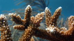  Исламорада, Флорида, 24 юли 2023 г. Върховете на този корал Staghorn показват признаци на страдание от температурата на горещата вода във Флорида Кийс. Коралите в Алигаторския риф показаха признаци на избелване, каквито не бяха налице само седмица по-рано. Учени от NOAA и I.CARE помагат да се документира ефектът от изключително високите температури на водата върху коралите във Флорида Кийс близо до Исламорада. (Каролин Коул / Los Angeles Times чрез Getty Images)
