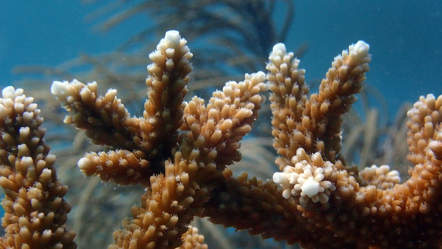 Staghorn coral showing signs of distress from the hot ocean temperatures in the Florida Keys, on July 24, 2023.