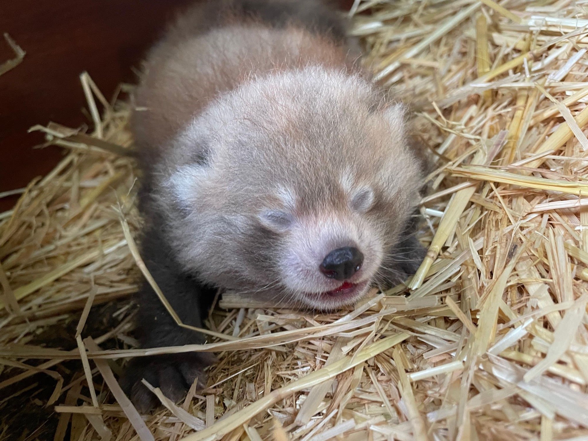 images of baby red pandas