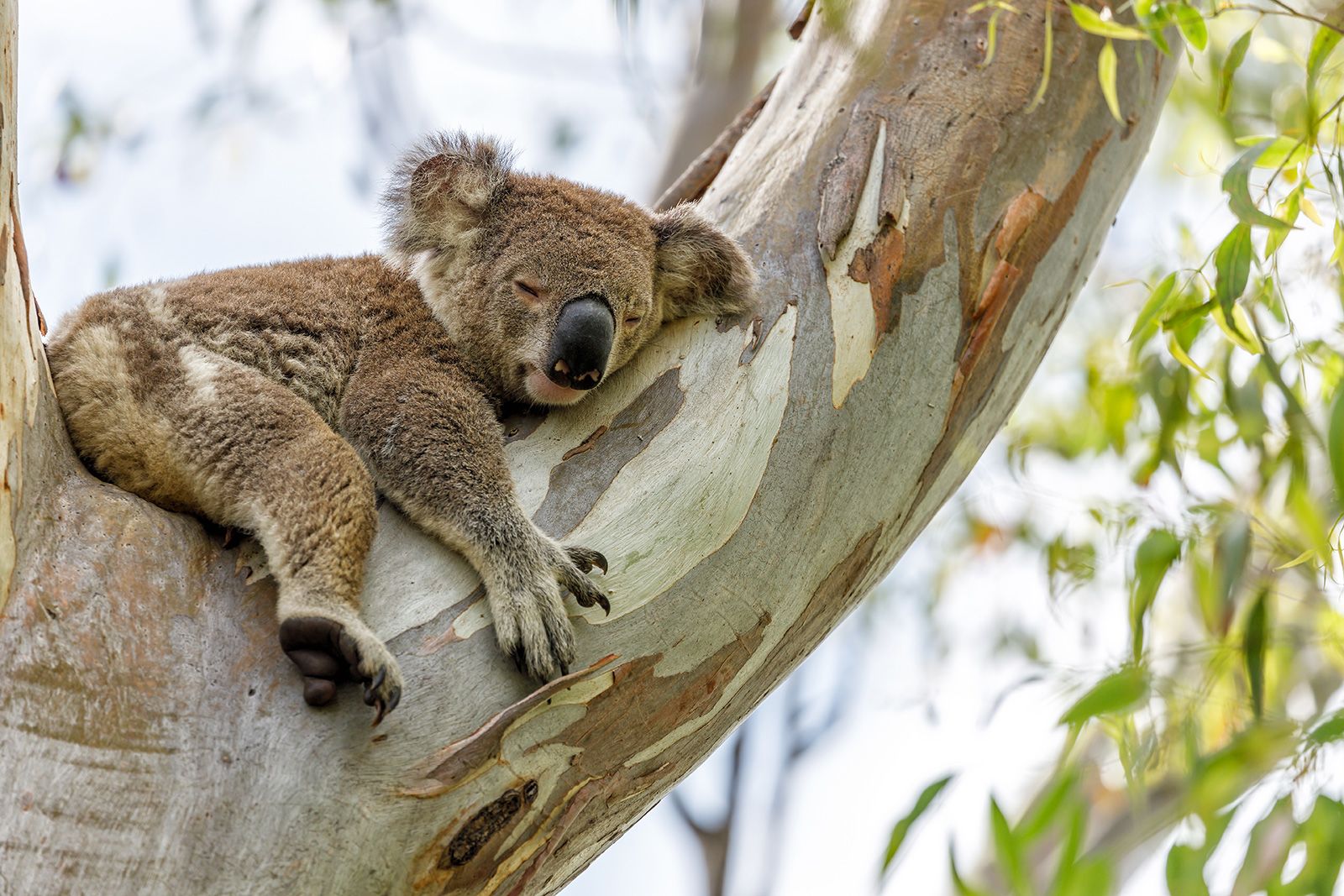 Pooping, splooting, spitting: How wild animals beat the heat