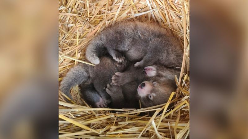 Red panda twin babies born at UK zoo boost species’ endangered population | CNN