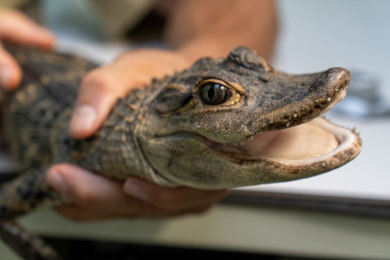 Alligator clearance