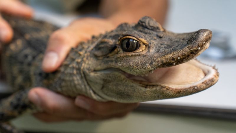 Озеленители в Пенсилвания намират недохранения алигатор на име Пухкав в рекичка, твърдят служители