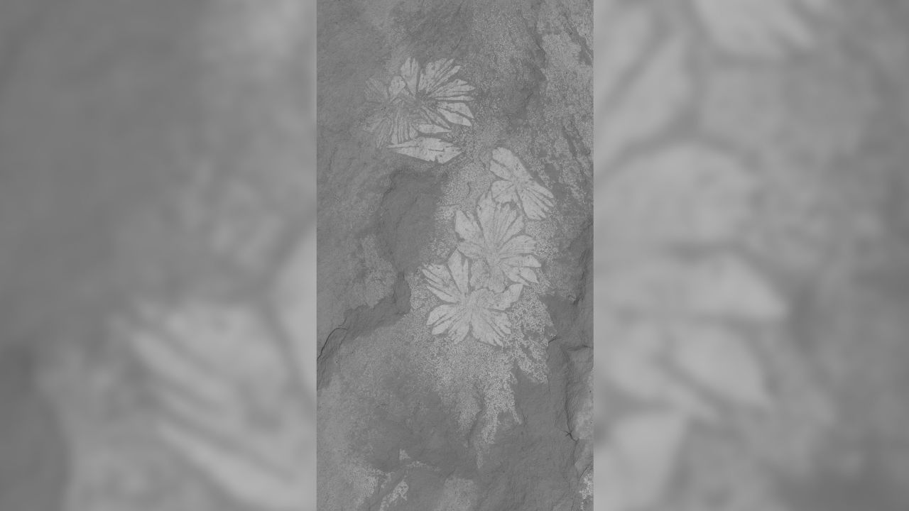 This SEM-micrograph image illustrates the Shaihuludia shurikeni fossil, showing the ghost of soft tissue preservation beneath the worm's characteristic chaetae bundles.