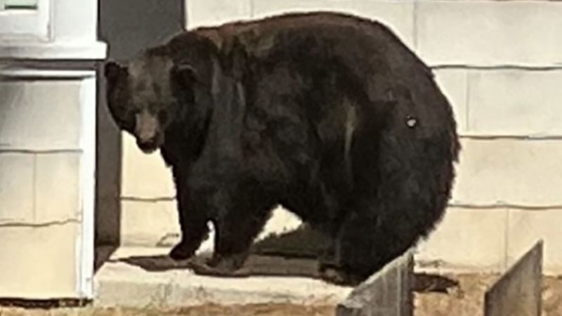 Калифорнийската мечка „Hank the Tank“ е заловена в езерото Тахо и ще бъде преместена