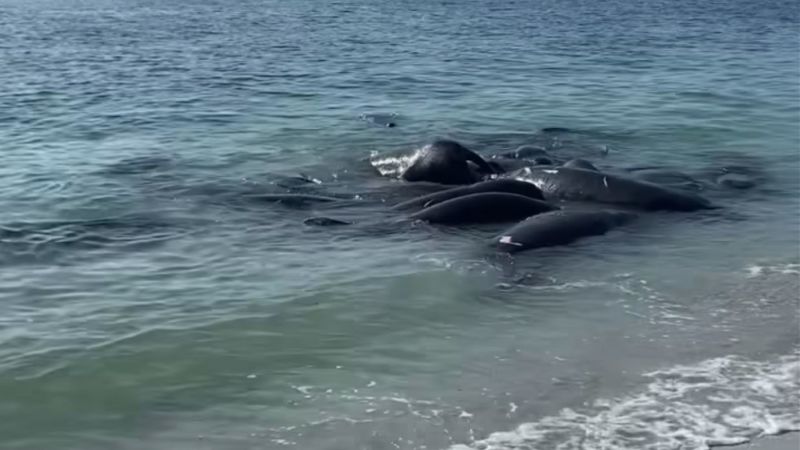 NextImg:Please don't call the cops on mating manatees, Florida sheriff's office says | CNN