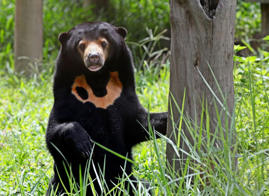 World’s smallest bear finally has its time in the sun. But is that a ...