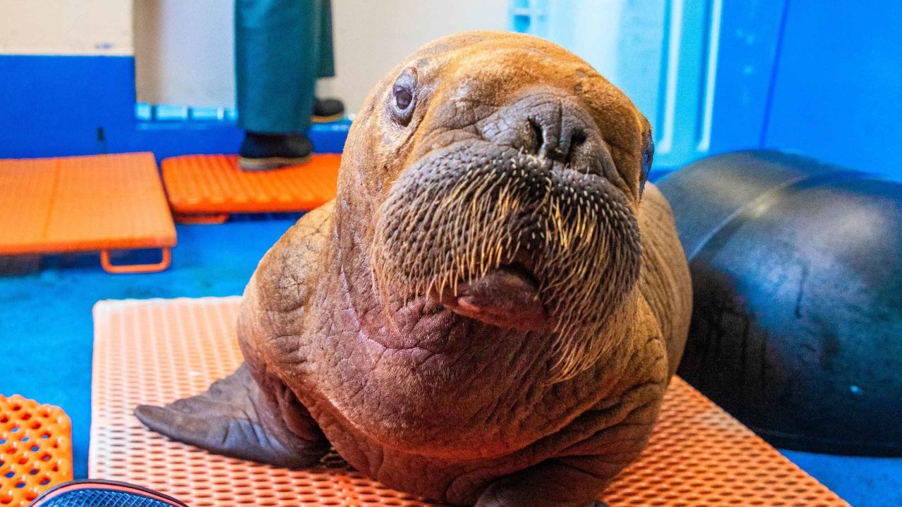 The walrus is receiving cuddle care after he was found in an unusual spot in Alaska.