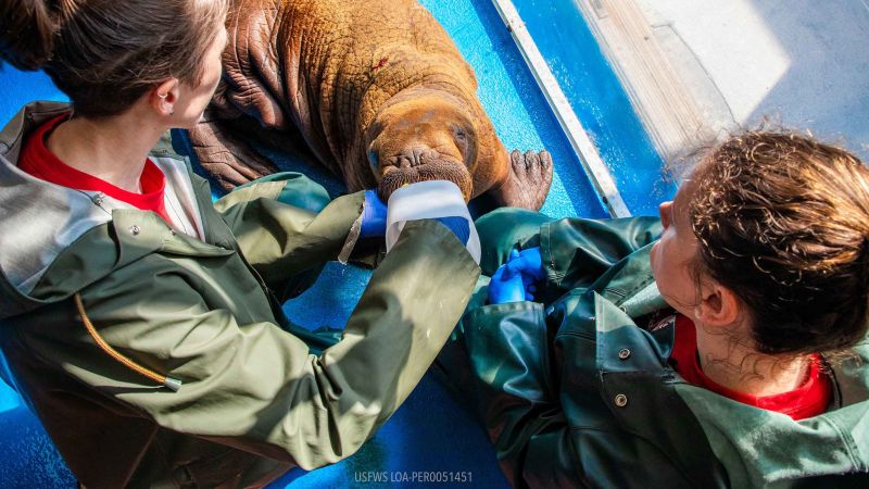 Теленце от рядък морж, спасено в Аляска, след като се скиташе само в момента под 24/7 грижи за гушкане