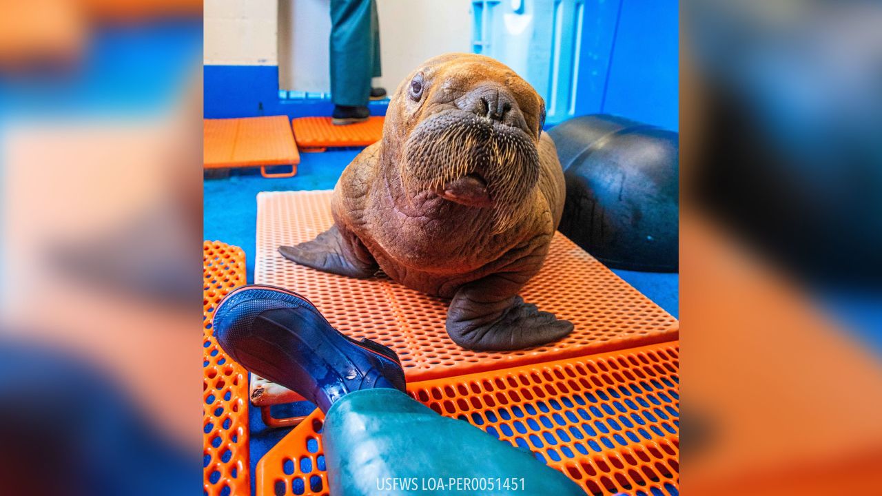 The walrus is receiving cuddle care after he was found in an unusual spot in Alaska.