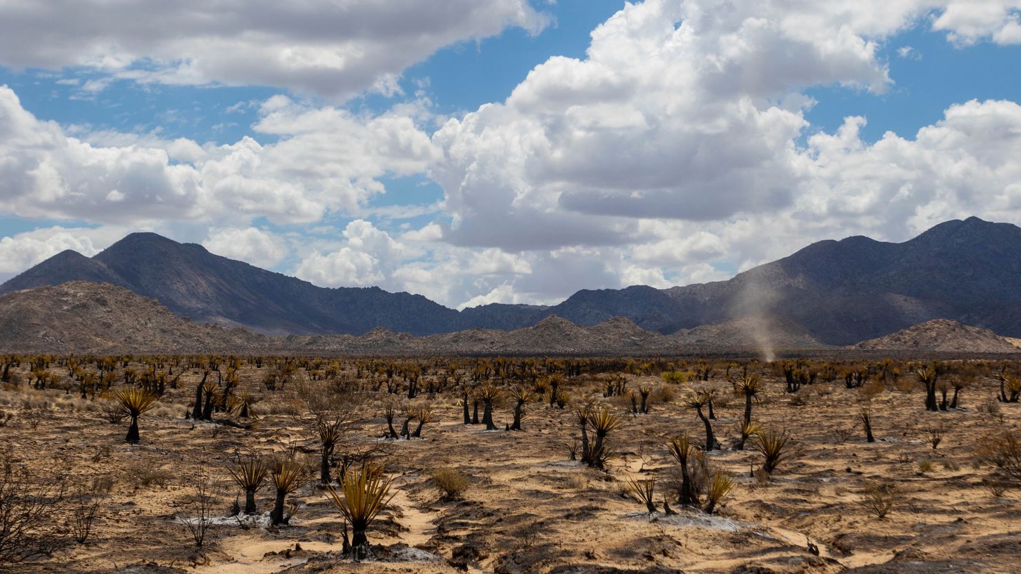A landscape is burned from the York Fire in the Mojave National Preserve in Nipton, California. 