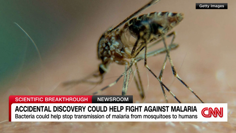 Malaria Prevention The Secret Scientists Just Discovered - l2redgw