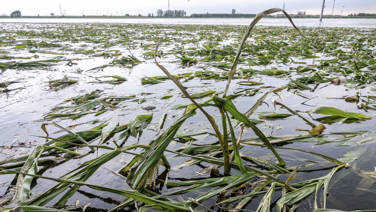 A cornfield is submerged by floodwater in a village in Hebi city, Henan province on August 5.