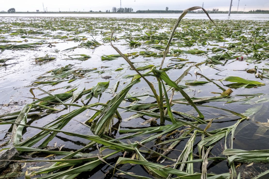 A cornfield is submerged by floodwater in a village in Hebi city, Henan province on August 5.