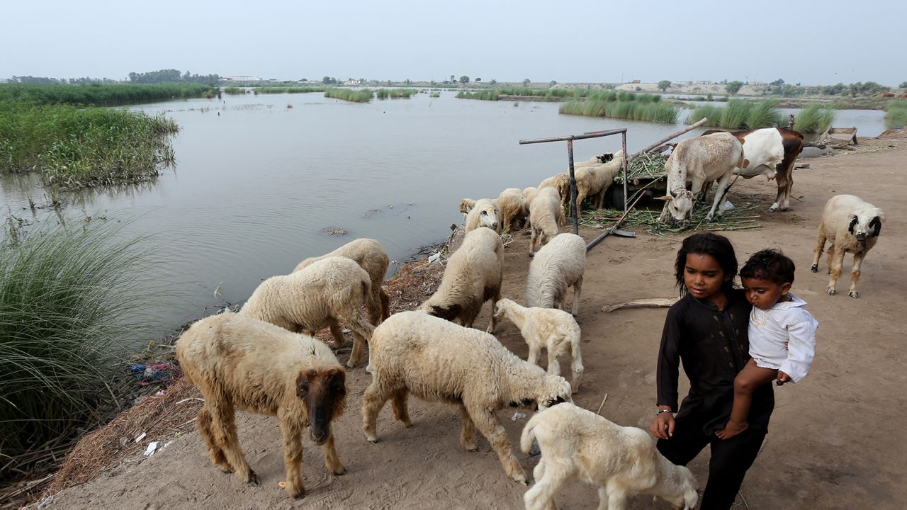 Децата играят с овце в засегната от наводнение зона в покрайнините на Мултан, Пакистан на 16 юли 2023 г. 