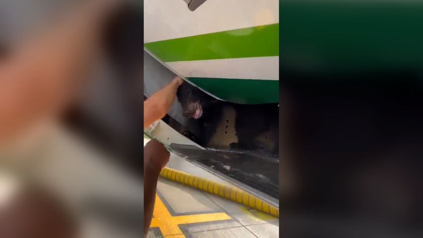 bear cargo iraqi airways