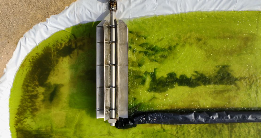 An aerial view of algae growing in a pilot pond at Brilliant Planet's site in southern Morocco.