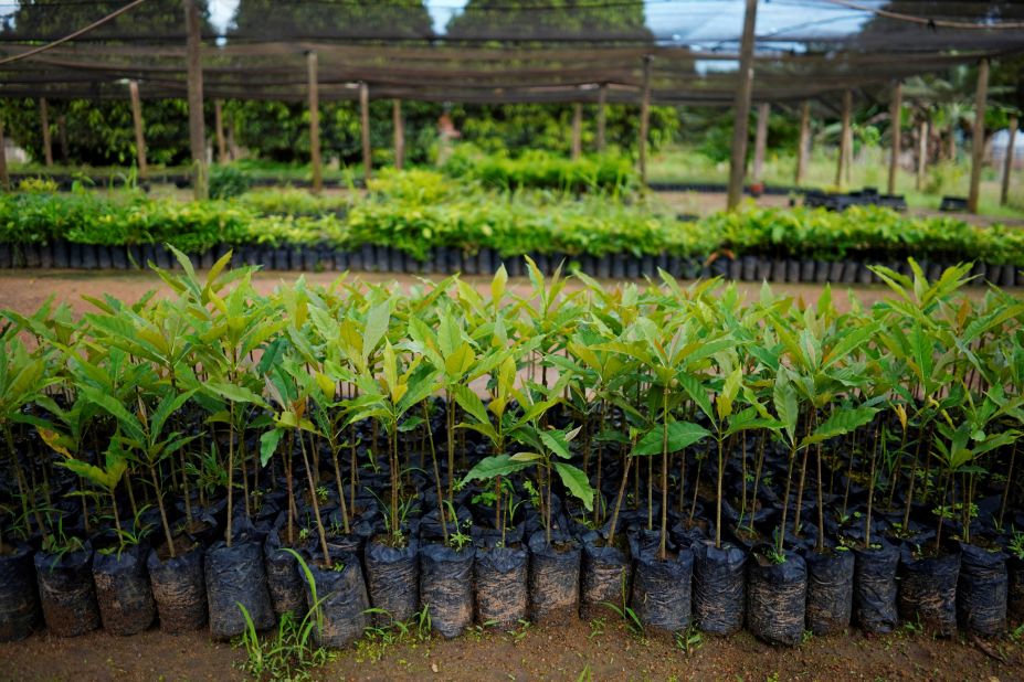 <strong>Tree planting -</strong>- Everyone knows trees absorb carbon dioxide; it's a crucial ingredient in photosynthesis. Planting trees and restoring forests is low tech and inexpensive, but not without its issues, such as the planting of monoculture forests and<strong> </strong>planting non-native species --<a href="https://www.wordforest.org/2020/09/04/not-all-tree-planting-is-equal/#:~:text=Monocultures%20of%20non%2Dnative%20species&text=These%20types%20of%20forests%20degrade,of%20a%20species%2Drich%20forest." target="_blank" target="_blank"> which is bad for biodiversity and decreases the chances of the trees' long-term success</a><a href="https://cnn.com/2019/04/17/world/trillion-trees-climate-change-intl-scn/index.html" target="_blank">. Plant for the Planet</a> has calculated planting a trillion trees could be one of the most effective ways to combat climate change.  