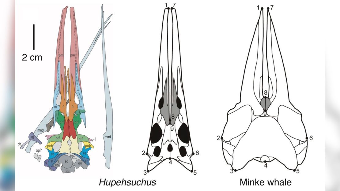 Skulls of Hupehsuchus (left and centre) and the minke whale (right) showing similar long snout with narrow, loose bones, indicating attachment of expandable throat pouch.
