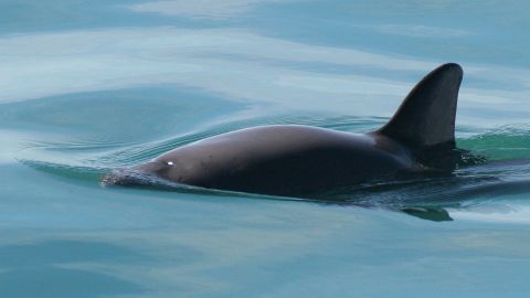 FILE - This undated file photo provided by The National Oceanic and Atmospheric Administration shows a vaquita porpoise. Mexico announced in the first week of March 2023, that it is seeking to avoid potential trade sanctions for failing to stop the near-extinction of the vaquita, the world's smallest porpoise and most endangered marine mammal. Studies estimate there may be as few as eight vaquitas remaining in the Gulf of California, the only place they exist and where they often become entangled in illegal gill nets and drown. (Paula Olson/NOAA via AP File)