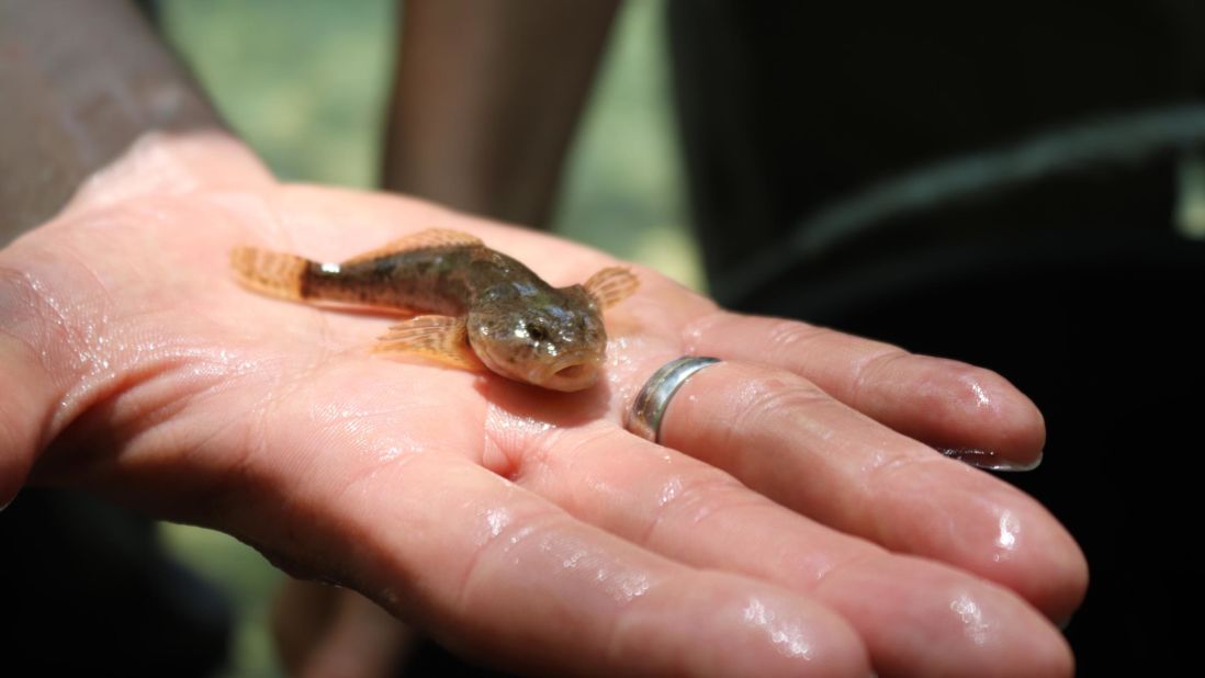 The Neretva is home to trout species, such as the bull trout (pictured) and the endangered soft-mouthed trout. Scientists say that hydropower plants, both big and small, could devastate fish populations because they block or hamper migration.