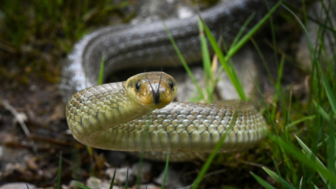 Des modifications du système fluvial auraient des effets d'entraînement sur le milieu environnant, affectant également les espèces terrestres de la région, comme ce serpent.