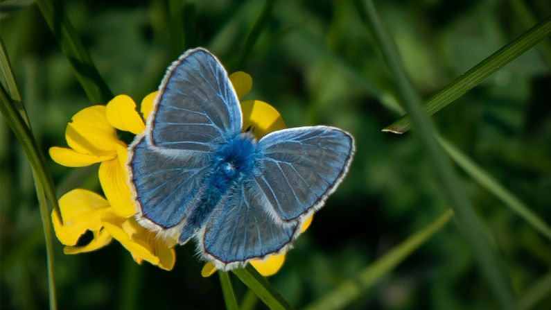 Butterflies that enjoy the flower-rich meadows near the Neretva would also feel the impact.