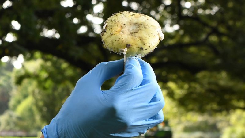 NextImg:Four relatives came to lunch. Three died with symptoms of 'death cap' mushroom poisoning | CNN