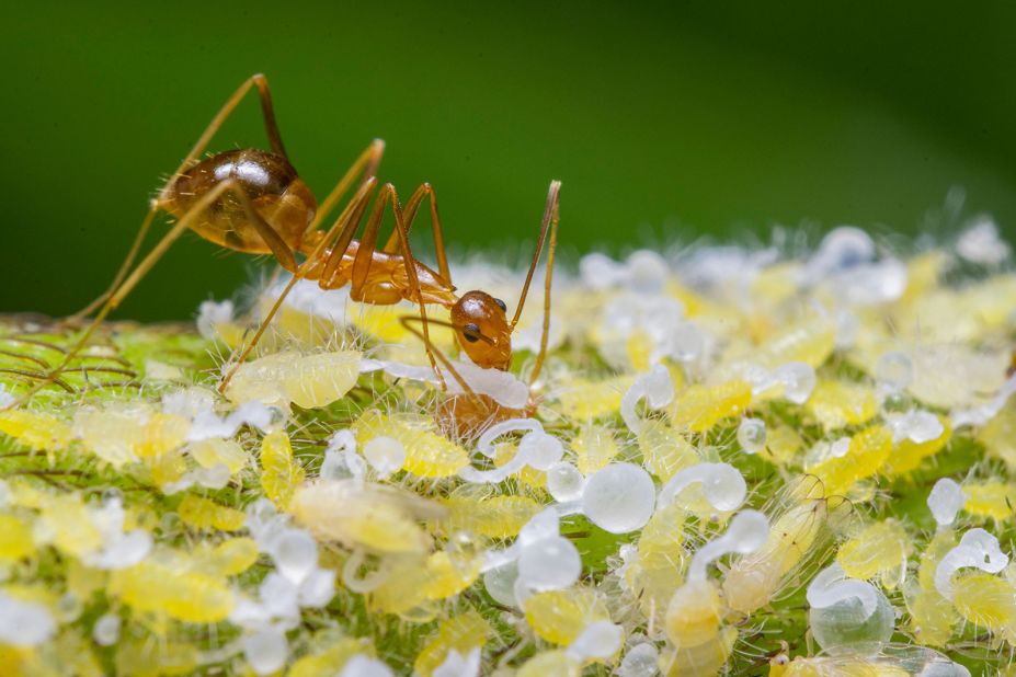 The Nature inFocus Photography Awards 2023, based in India, recognizes both local and international photographers capturing critical moments in the natural world<strong>,</strong> from rare sightings to conservation issues. In the "Animal Behavior" category, wildlife photographer Avinash PC focuses on an ant feasting on some honeydew secreted from aphids.