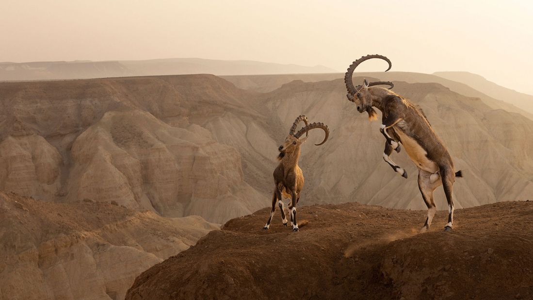 A six-member jury composed of wildlife and environmental specialists selected the winning photographs for each category from 24,000 images that were submitted by 1,500 photographers. For the "Wildscape and Animals in Their Habitat" category, photographer Amit Eshel traveled to Israel's Zin Desert to capture two male Nubian ibexes in a heated face-off during rutting season.  
