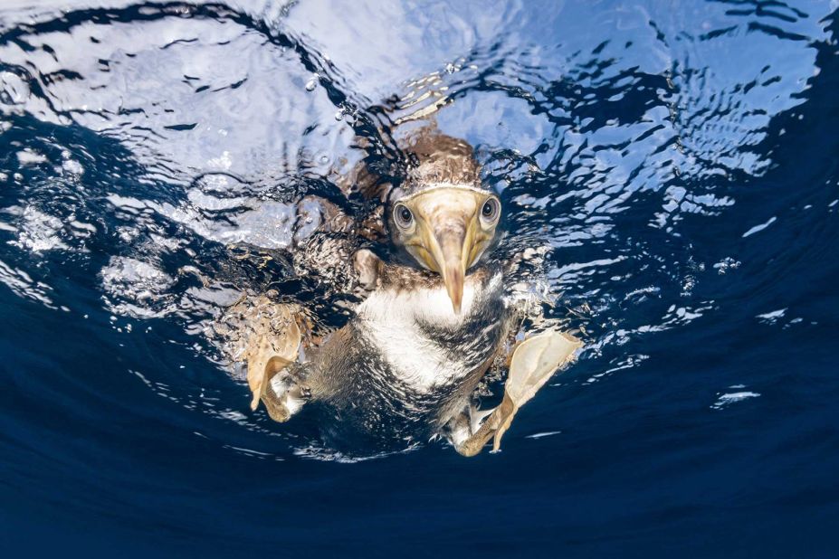 One of the winners of the "Animal Portraits" category is Suliman Alatiqi who captures a species of seabird called the brown booby, which  dive headfirst into the ocean to feed.