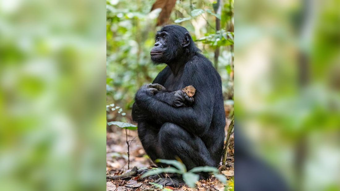 In this wholesome portrait taken by Christian Ziegler, a bonobo embraces a mongoose pup near Salonga National Park in the Democratic Republic of the Congo. According to <a href="https://www.worldwildlife.org/species/bonobo" target="_blank" target="_blank">WWF</a>, the bonobo is a species of great ape that shares 98.7% of their DNA with humans -- however, they're currently an endangered species facing threats such as poaching and habitat loss. 