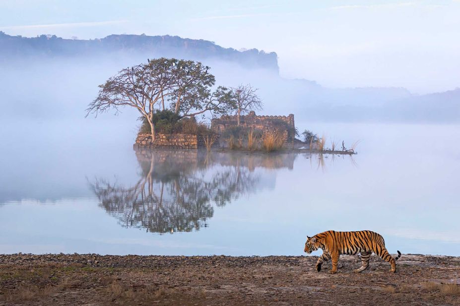 Nature inFocus Photography Awards: Gripping images from Indian prize ...