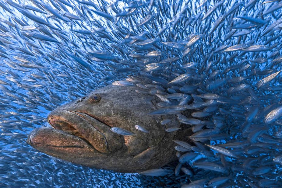 Tom Shlesinger's photograph of an Atlantic goliath grouper led to a special mention in the "Animal Portraits" category. The massive fish can live for dozens of years and grow up to 2.5 meters long.