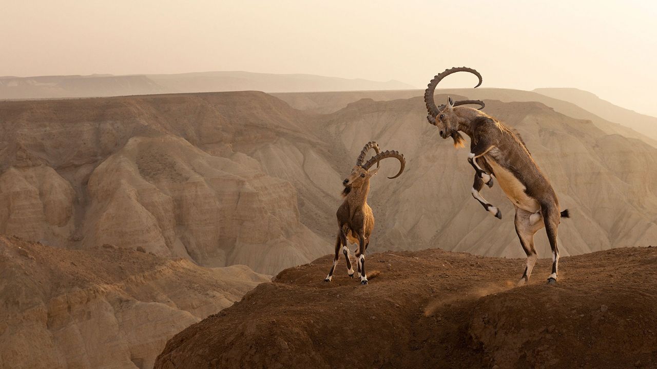 A photograph of two male Nubian ibexes fighting one another with their impressive horns landed photographer Amit Eshel first place in the “Wildscape & Animals in Their Habitat” category.