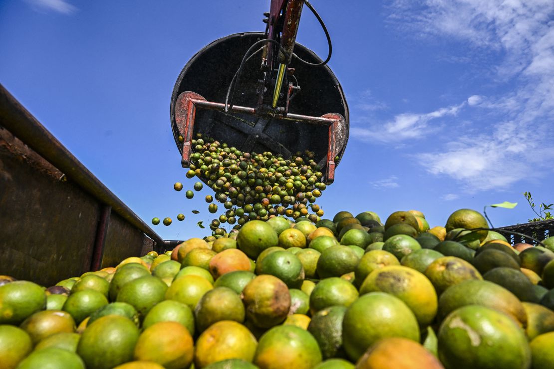 Oranges are collected in a trolley at an orchard in Florida, where orchards have been suffering from citrus greening. 