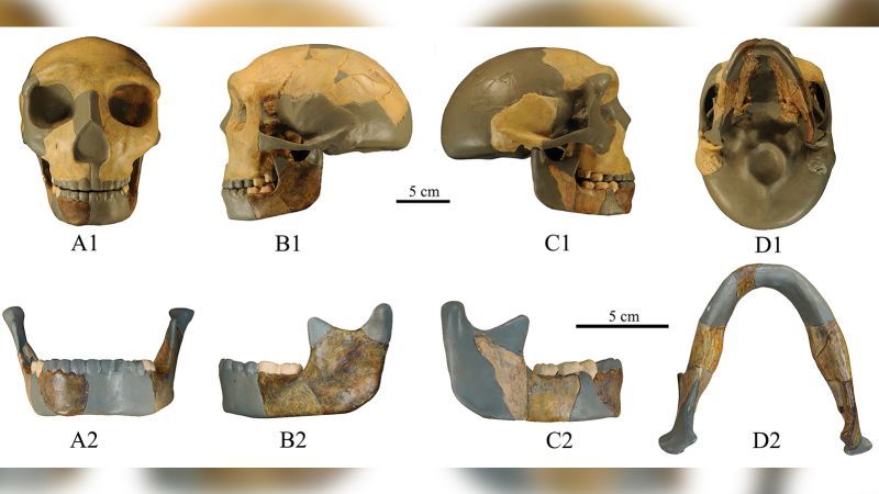 A 300,000-year-old skull found in China may be from a new branch of the human family tree