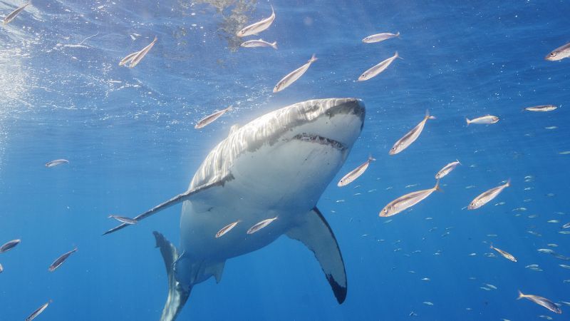 Opinion: The damage we do to sharks
