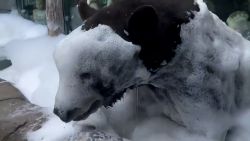 Bubble Bath Bear 1